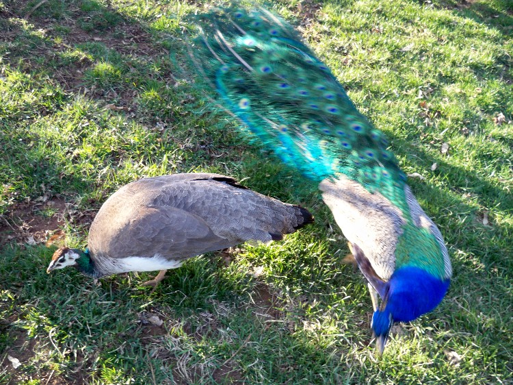 M_Ms PeaFowl